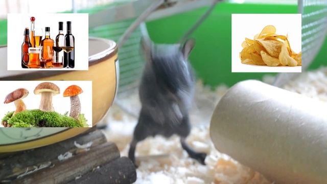 Что НЕЛЬЗЯ песчанкам | Питание песчанок, Часть1