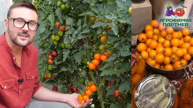 ТРЕЩАТ ПОМИДОРЫ! КАК СПАСТИ УРОЖАЙ? смотреть онлайн