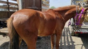 Рынок Лошадей Курчалой.(Цены в описании). Chechnya horse market.
