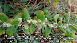 Эрва шерстистая трава: описание, полезные свойства