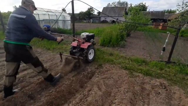 ежи для рыхления и прополки картофеля снова в деле.