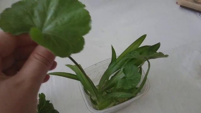 Укореняю черенки и листья пеларгонии в воде! смотреть онлайн