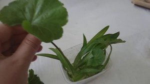 Укореняю черенки и листья пеларгонии в воде!