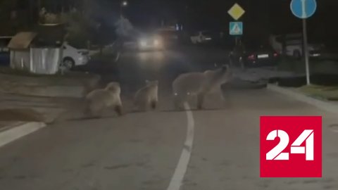 Три медведя забрели в центр Красной Поляны - Россия 24