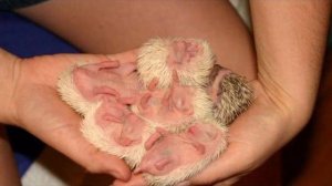 Забери меня к себе_Новорожденные ёжики