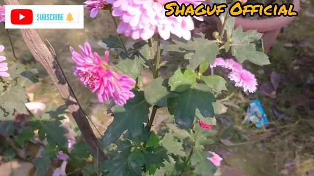Pink Chrysanthemums Blooms 🌿🌸🌿🌸🌿🌸& Chrysenthemum 🌿🌿 смотреть онлайн