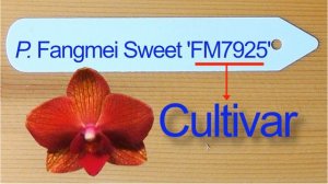 Orchid Tag Part 3- Cultivar Name