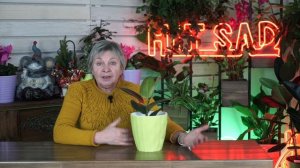 Чернеют листья Фикуса ✔️ Чем болеет Фикус