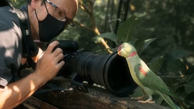 Ultimate Long Lens Shootout - Nikkor Z 800mm VS 400mm Z + 2X TC смотреть онлайн