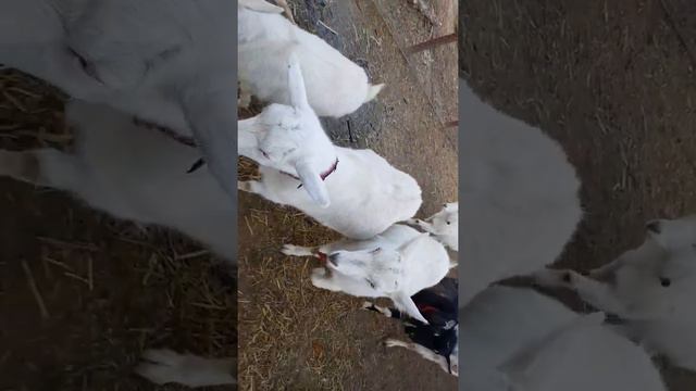 Алабай смотреть онлайн