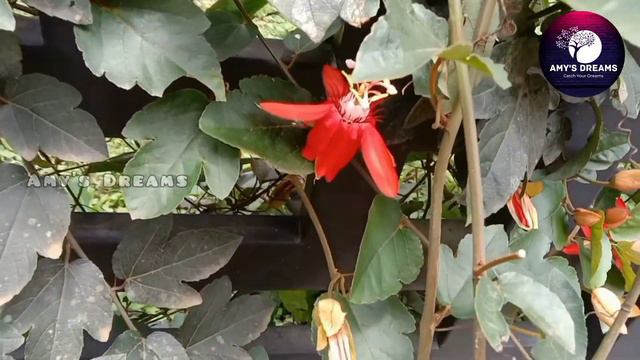 ഇതാണ് കൗരവ-പാണ്ഡവർ/Passiflora Vitifolia Care and Propagation #Passiflora #rakhiflower смотреть онлайн