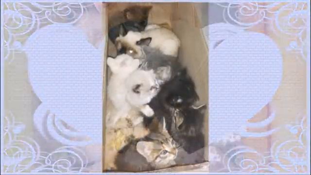 "Кошкин дом" приют и реабилитационный центр для животных смотреть онлайн