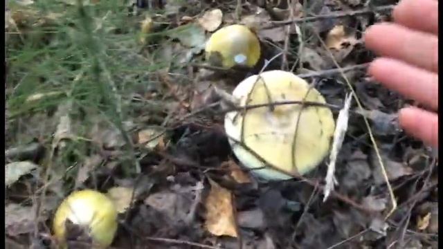 БЛЕДНАЯ ПОГАНКА Amanita phalloides. Как выглядит Бледная поганка и где растет?