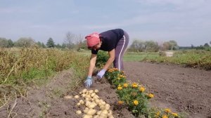 А ДЕЛО БЫЛО ТАК... ИЛИ Королева Анна на грядке.