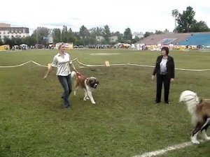 Московская сторожевая Ю Питер Московский 2009