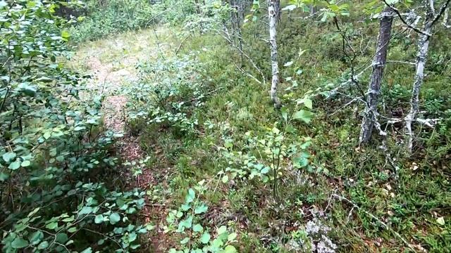 #Карелия#Осень#Тихая#Охота#Прогулка#Грибы По лесной дороге за грибами. Медведь где то рядом... смотреть онлайн