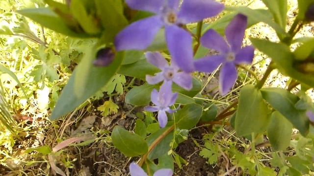 Разновидность барвинка. смотреть онлайн