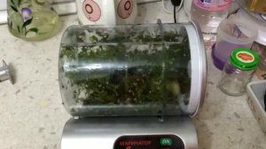 Малосольные огурчики из Маринатора