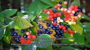 Калина гордовина – оригинальный съедобный многолетник в вашем саду