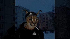 Mashup Face × Molchat Doma Юморист для думеров