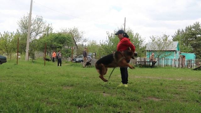 Дрессировка немецкой овчарки//Лайтатурм Дерби//мотивация владельцу немецкой овчарки смотреть онлайн