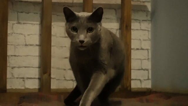 Отель для кошек Cat Town в Санкт-Петербурге