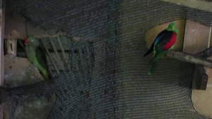 КРАСНОКРЫЛЫЙ ПОПУГАЙ: Зелёный Попугай с Красными Крыльями