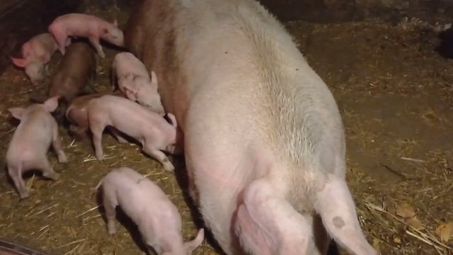 Свиноматка отказалась кормить поросят в недельном возрасте,мастит! смотреть онлайн