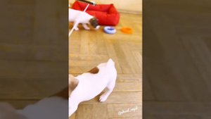 щенки 🧡 Джек рассел терьера @ chenil_royal 👑 лучшее что есть у человека это собака 🐶🐕❤🐾