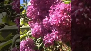 Сирень Знамя Ленина