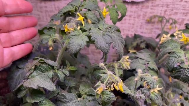 ПОРА ЗАВОДИТЬ ДОМАШНИЙ ОГОРОД