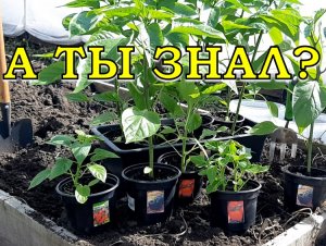 Сладкий ПЕРЕЦ на грядку: ПОШАГОВО???