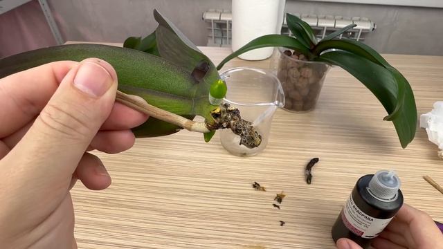 орхидея без корней // как нарастить корни орхидеи ВСЕ ЭТАПЫ