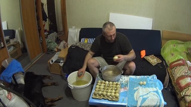 Инкубация. Как правильно обработать яйцо? Индоутки... смотреть онлайн