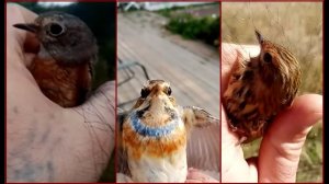 Ловля певчих птиц 2020. Птицы Урала. Краснозобый конек, овсянка крошка, варакушка и прочая мелюзга.