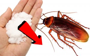 Как избавиться от тараканов