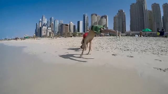 Дубаи - Объединённые Арабские Эмираты смотреть онлайн