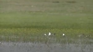 «Тайны заповедной земли»  Коргалжинский государственный заповедник    жемчужина Казахстана