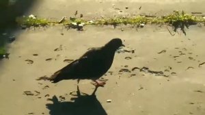 Алексей Воробьев | Alex Sparrow - Деффчонки в городах,и в сёлах!!!