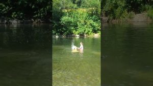 Big mastiff playing in the river.