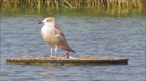 слеток птенец чайки размером со взрослую утку крякву, 21.07.2022, Великий Новгород, Парк Луговой