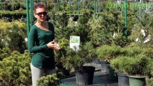 Випуск 123. Сосна чорна Brepo