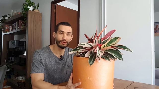 Stromanthe Triostar: How to Grow and Care for the Tricolor Prayer Plant смотреть онлайн