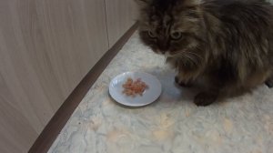 КАКОЙ КОРМ КОШКИ ЛЮБЯТ БОЛЬШЕ ВСЕГО
