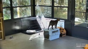 Simba moving out of the cabana. Simba Savannah at Big Cat Rescue.