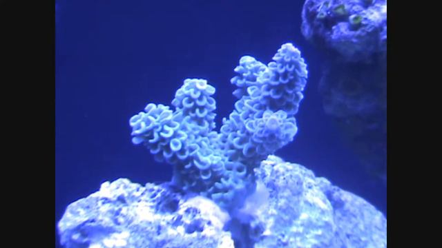 Blue Acro смотреть онлайн