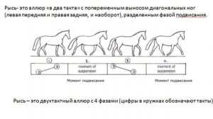 ШКАЛА ПОДГОТОВКИ СПОРТИВНОЙ ЛОШАДИ / 1 СТУПЕНЬ - РИТМ