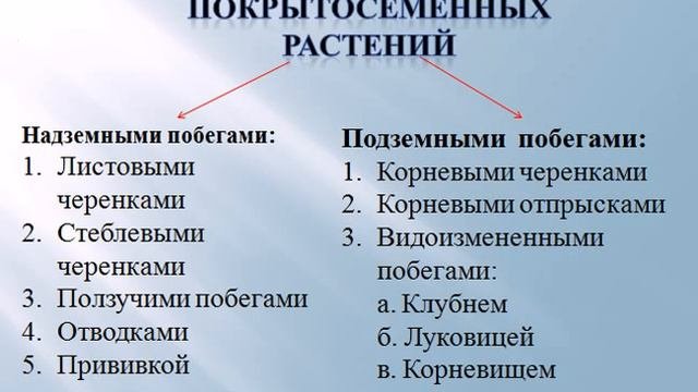 Вегетативное размножение растений