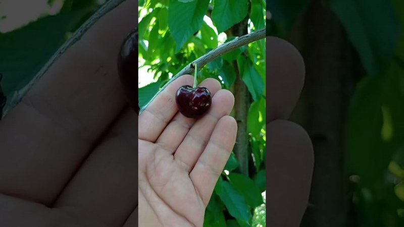 черешня сорта Прощальная