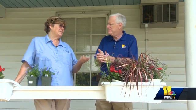 Red, white and blue plants for 4th of July смотреть онлайн